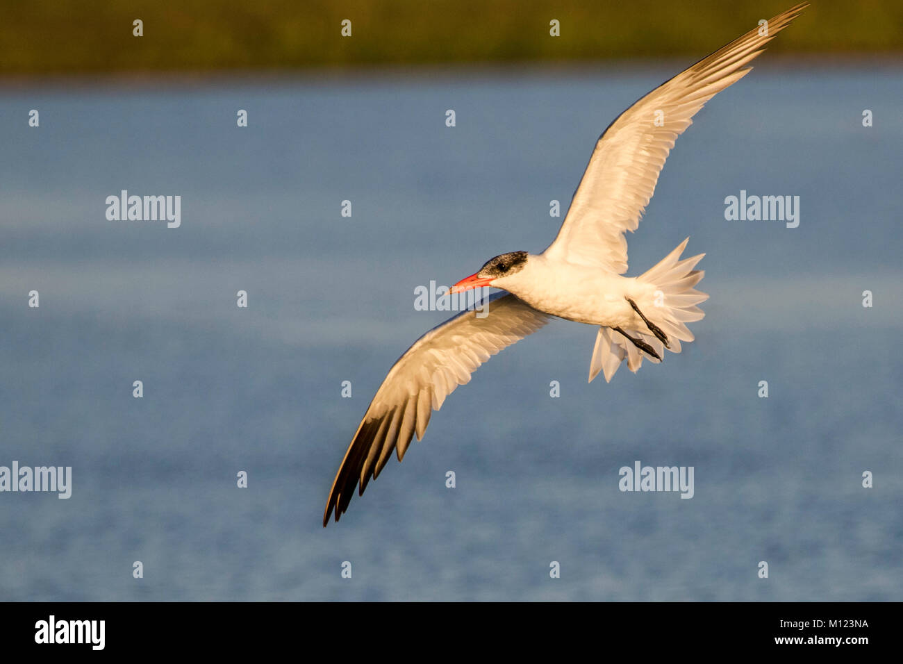 Caspian Tern battenti Foto Stock