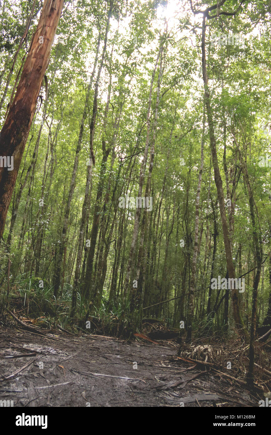 Passerella in legno attraverso la fitta foresta di eucalipti di Victoria, Australia, un tranquillo sentiero escursionistico per gli amanti della natura. Foto Stock