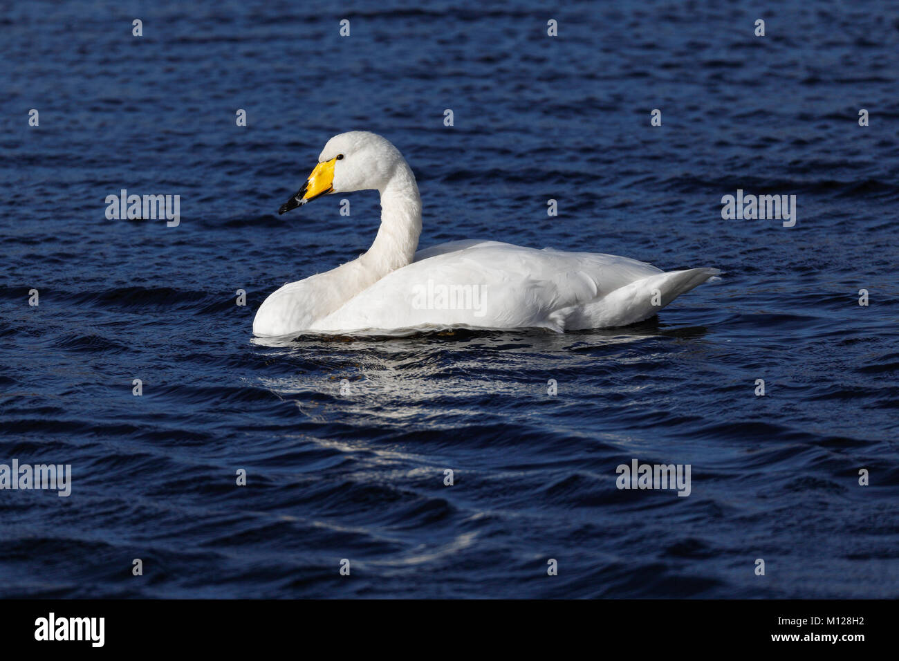 Adulto Whooper Swan su acqua Foto Stock