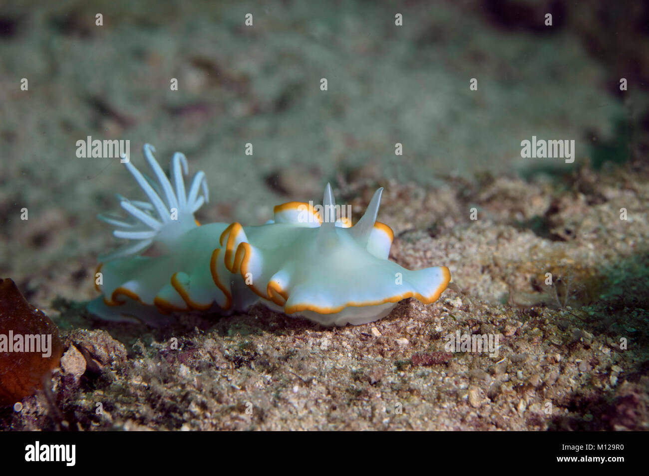 Nudibranch Ardeadoris egretta. Kapalai, Celebes mare Foto Stock