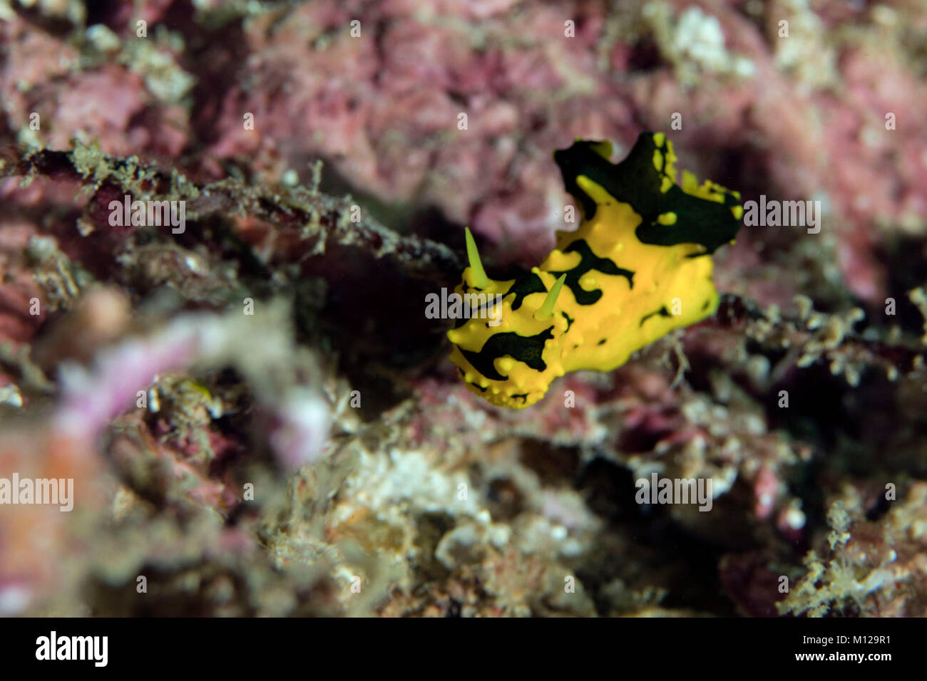 Nudibranch Notodoris (Aegires gardineri). Kapalai, Celebes mare Foto Stock