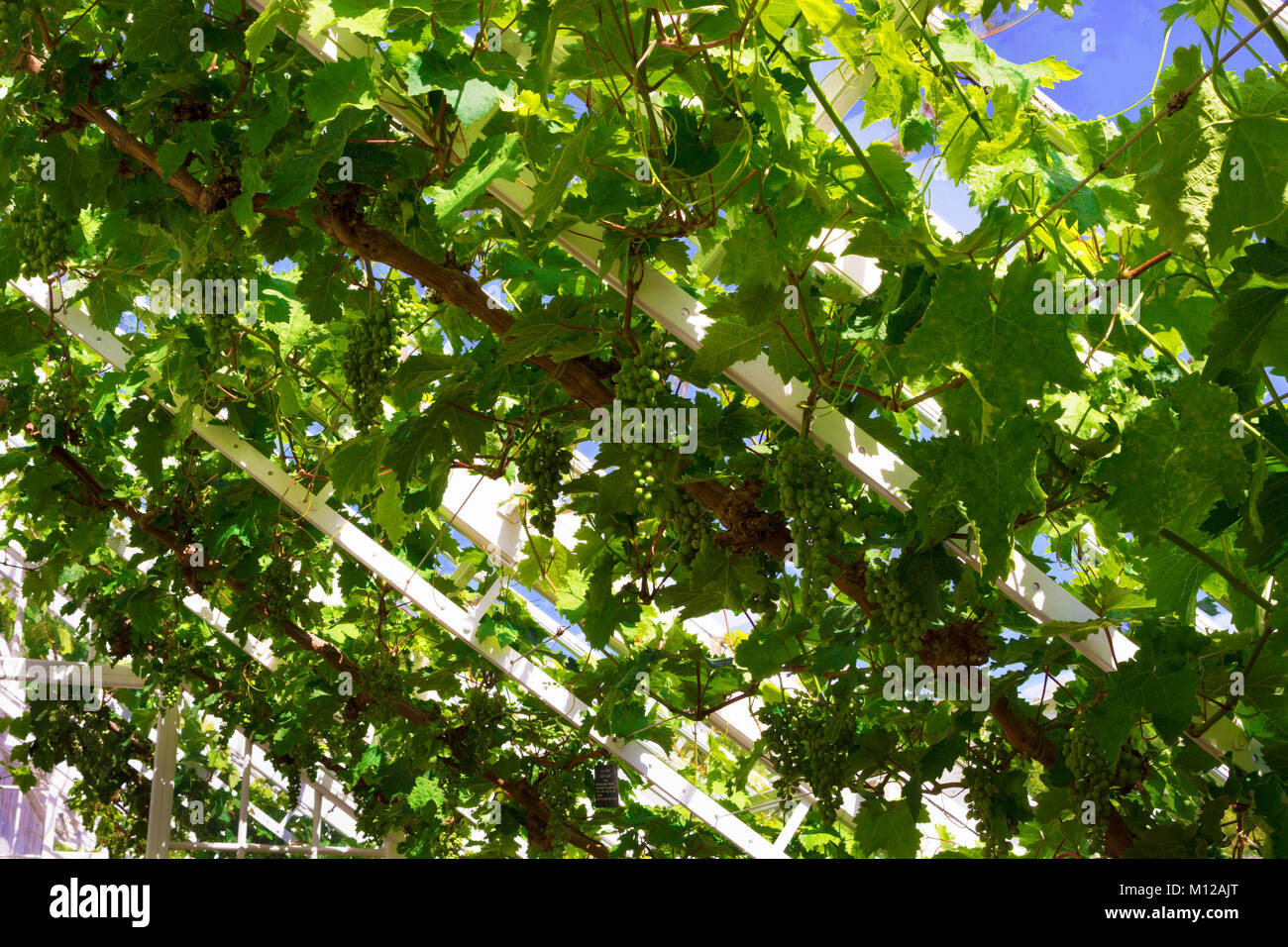 I grappoli di uva verde sulla maturazione di un vitigno Foto Stock