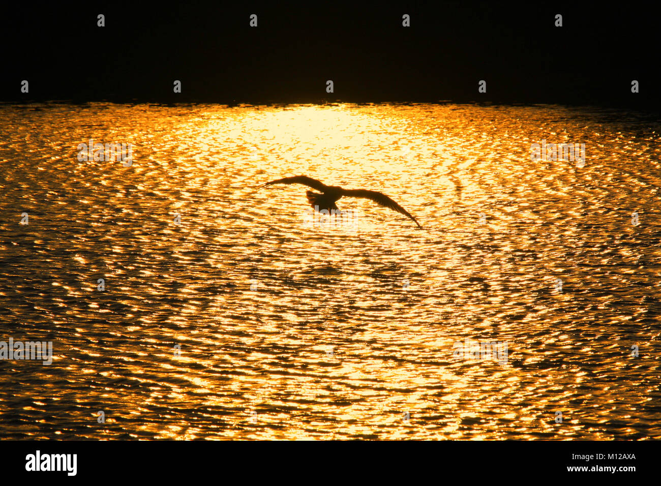 Bella seagull al lago d'oro. Foto Stock