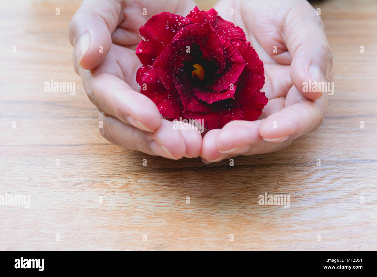 Vicino la mano che regge il Red Rose, il fiore rosso sul tavolo di legno dello sfondo. Foto Stock