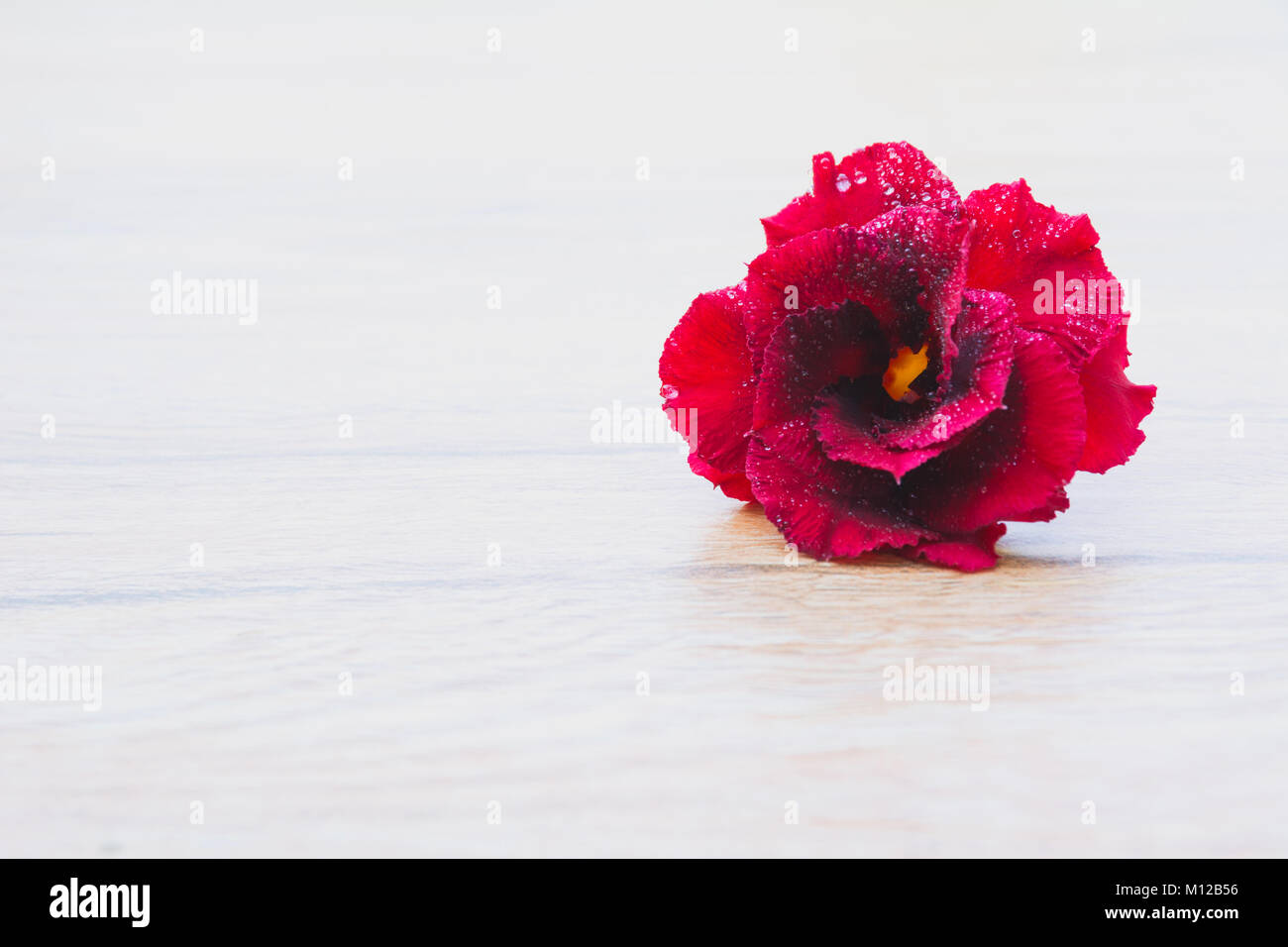 Close up red rose, il fiore rosso sul tavolo di legno dello sfondo. Foto Stock