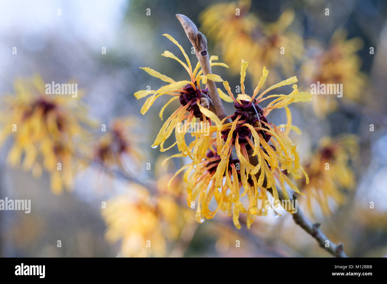 Close-up di amamelide 'Harry', Hamamelis × intermedia 'Harry' fiori nel tardo inverno Foto Stock