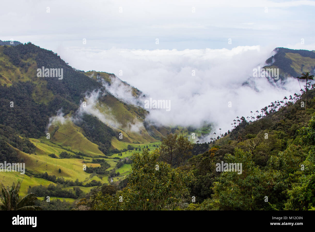 La Valle de Cocora, nei pressi di Salento, Colombia, Sud America Foto Stock