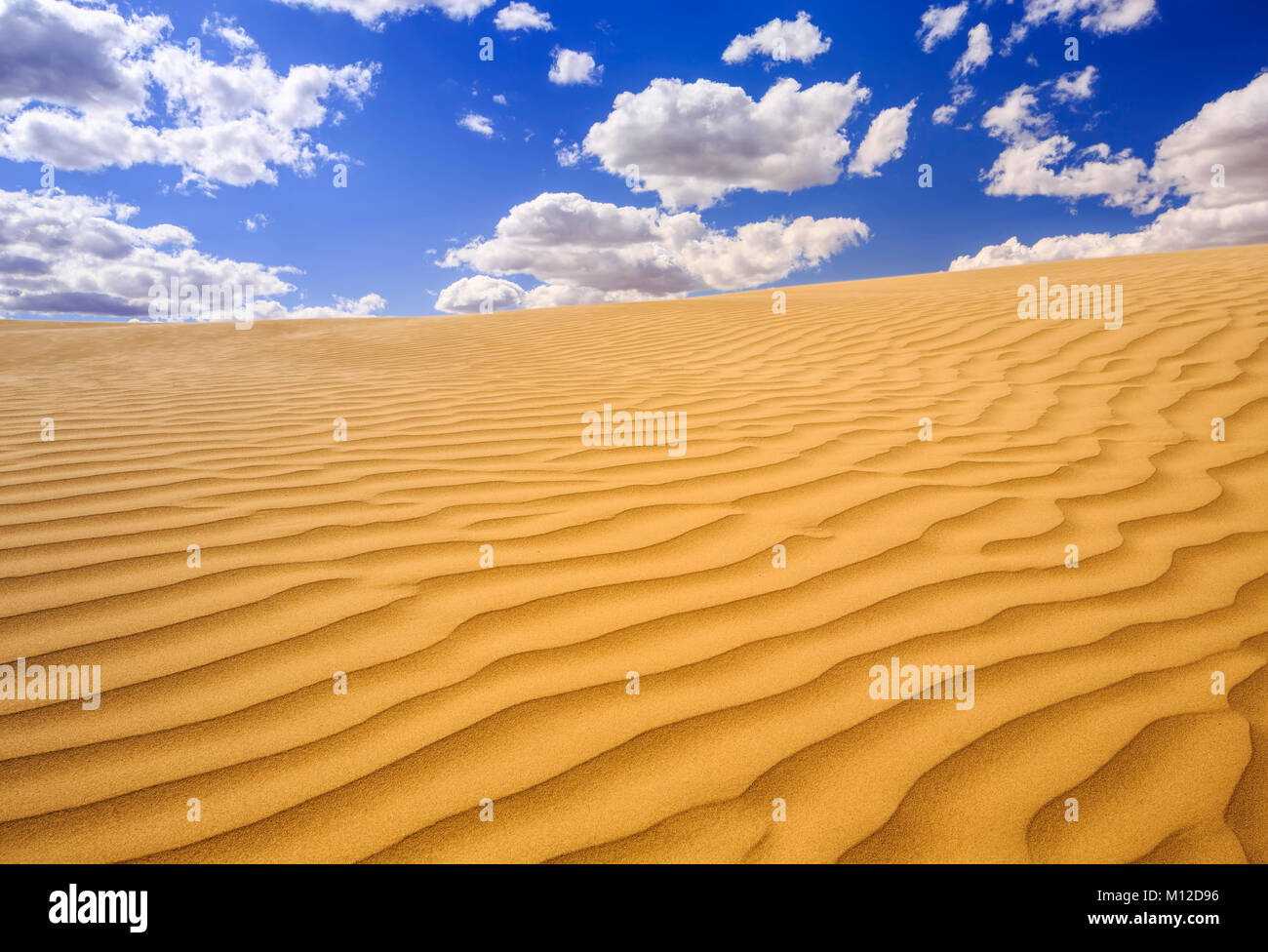Il grande Sandhills, vicino scettro, Saskatchewan, Canada. Foto Stock