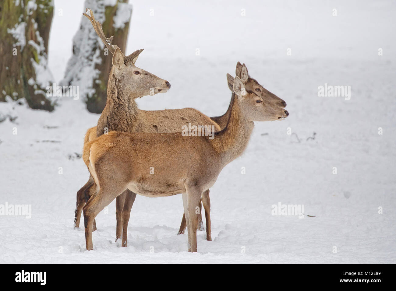 Il cervo rosso in inverno Foto Stock