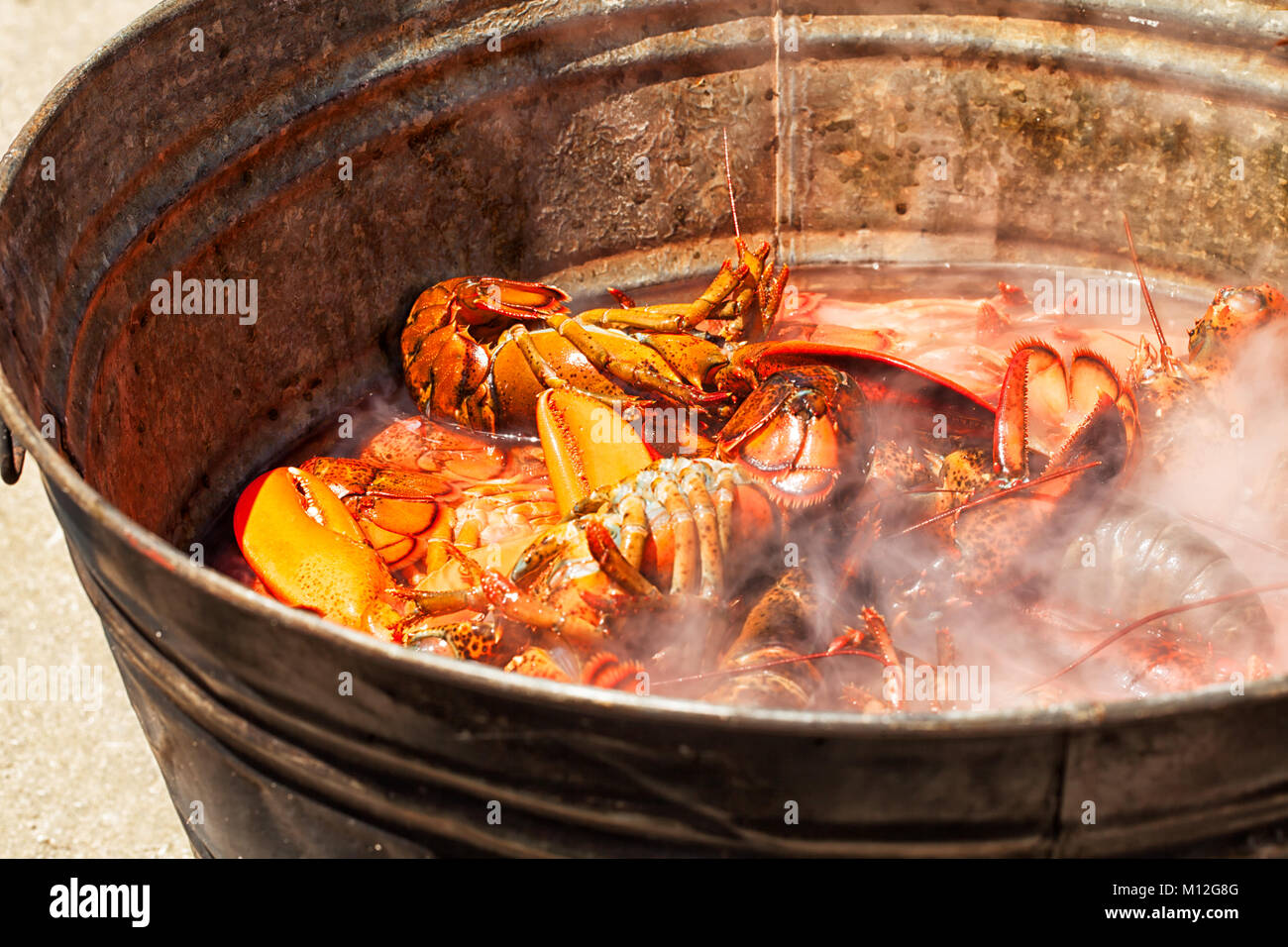 Grande pentola fumante di aragoste a un tradizionale New England lobster cuocere il preparato su un fuoco di legno su una spiaggia di sabbia. Pronto a mangiare. Close up dettaglio. Foto Stock