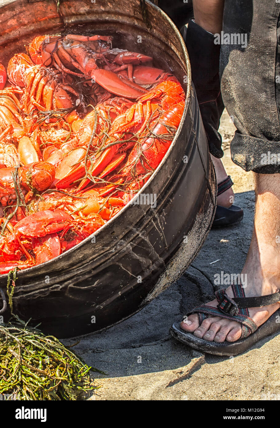 Lobster cuocere su una spiaggia del Maine. Decine di aragoste fresche cotte a vapore in una grande pentola su un fuoco di legno e girata su un letto di alghe. Estate tradizione. Foto Stock