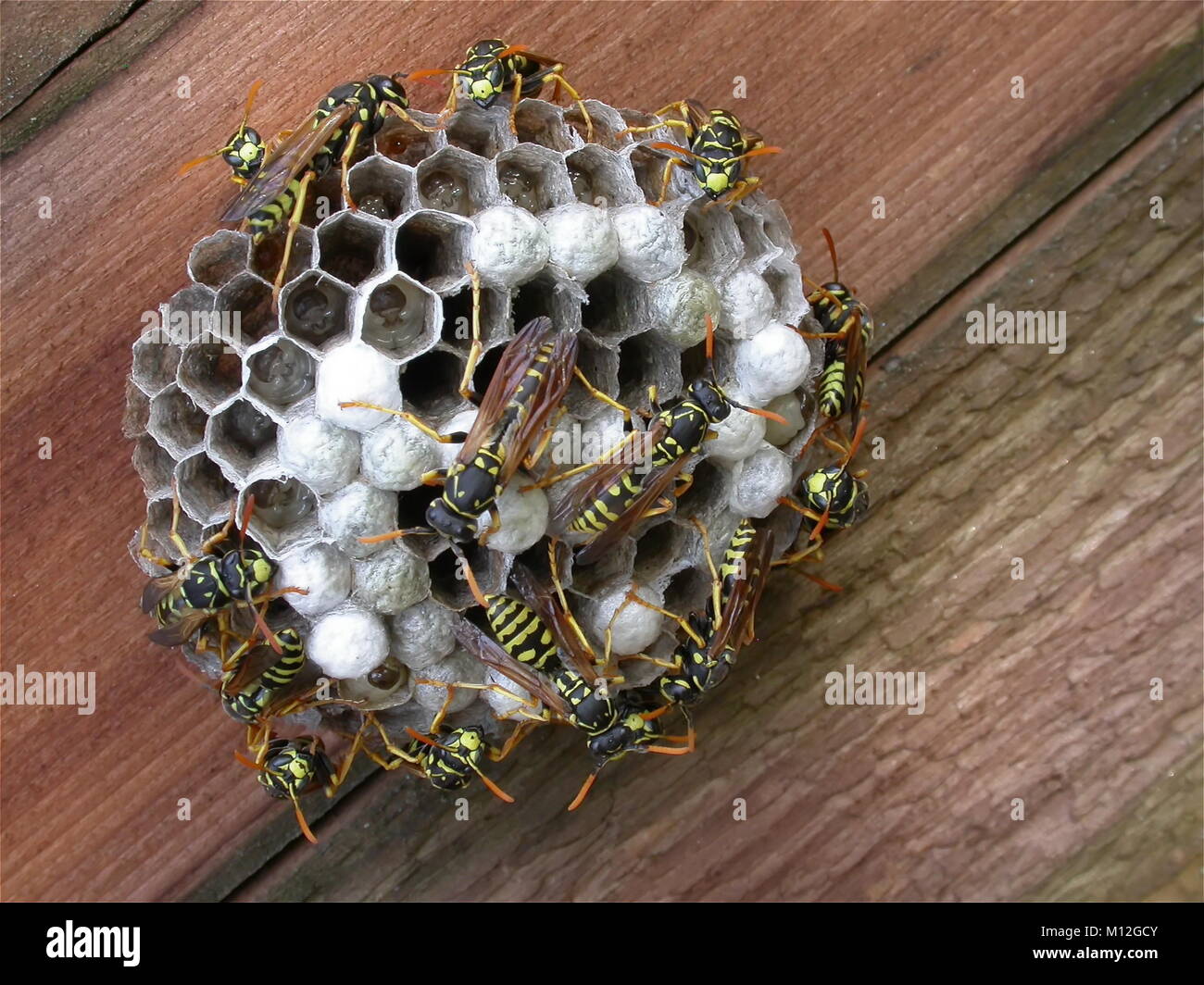 Piccolo nido di vespe di essere lavorato con molti insetti che si muovono su di esso. Foto Stock
