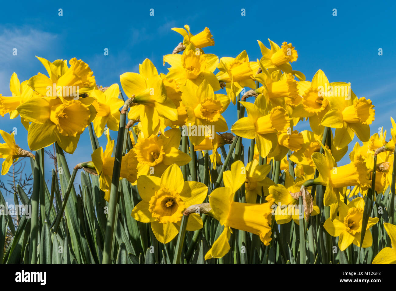 Giunchiglie in presenza di luce solare con un cielo blu sullo sfondo Foto Stock
