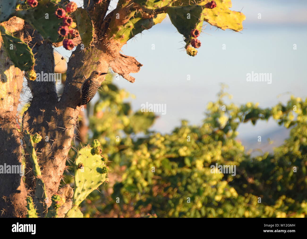 Un picchio si aggrappa al lato di un cactus in Colombia del deserto di Tatacoa Foto Stock