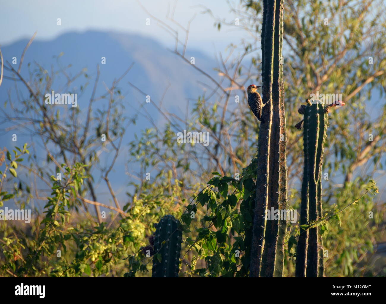 Un picchio si aggrappa al lato di un cactus in Colombia del deserto di Tatacoa Foto Stock