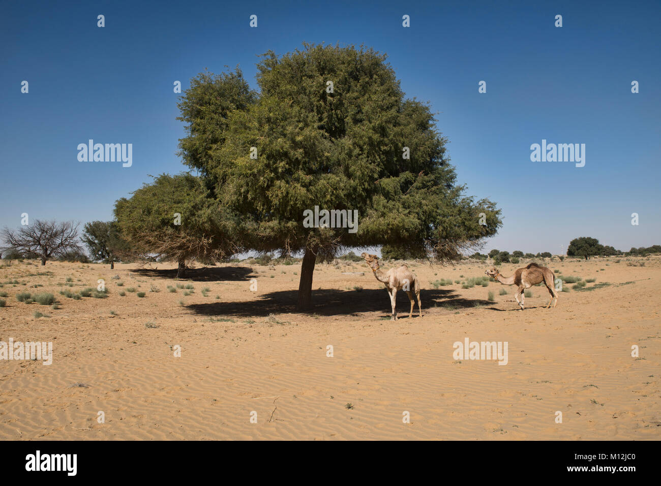 Cammelli che pascolano nel deserto di Thar, Rajasthan, India Foto Stock