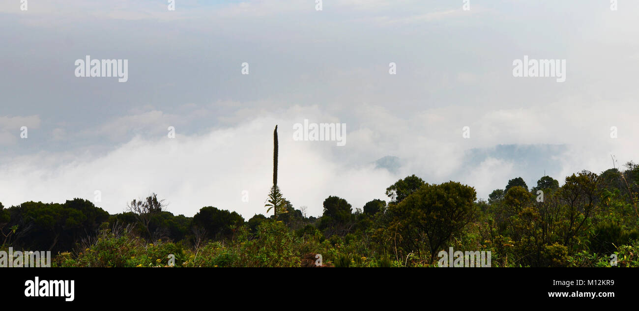 Escursionismo alto vulcano Nyiragongo nel parco nazionale di Virunga, D.R.C Foto Stock