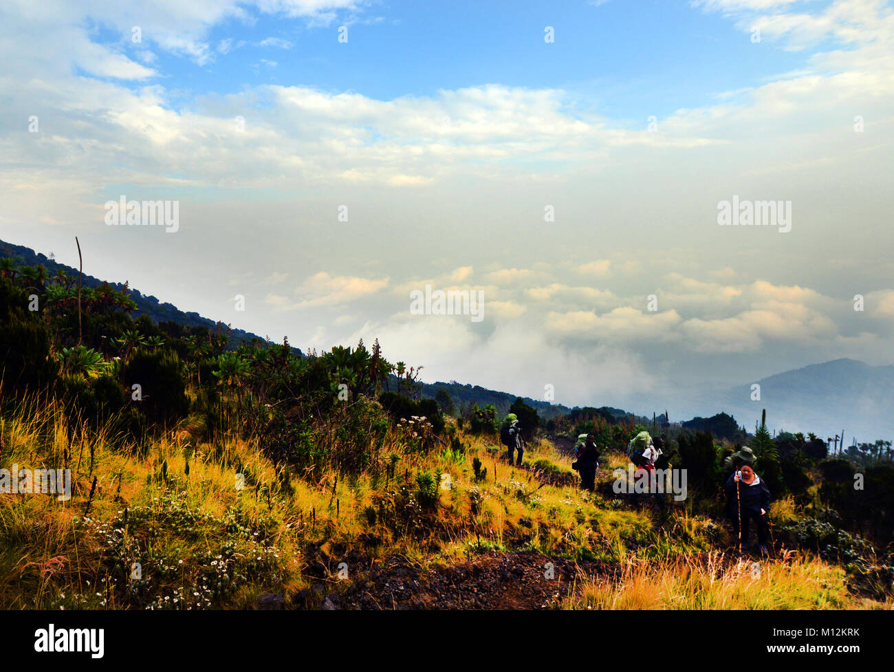 Escursionismo alto vulcano Nyiragongo nel parco nazionale di Virunga, D.R.C Foto Stock