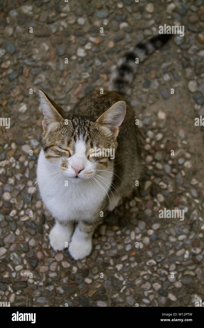 Gatto randagio Foto Stock