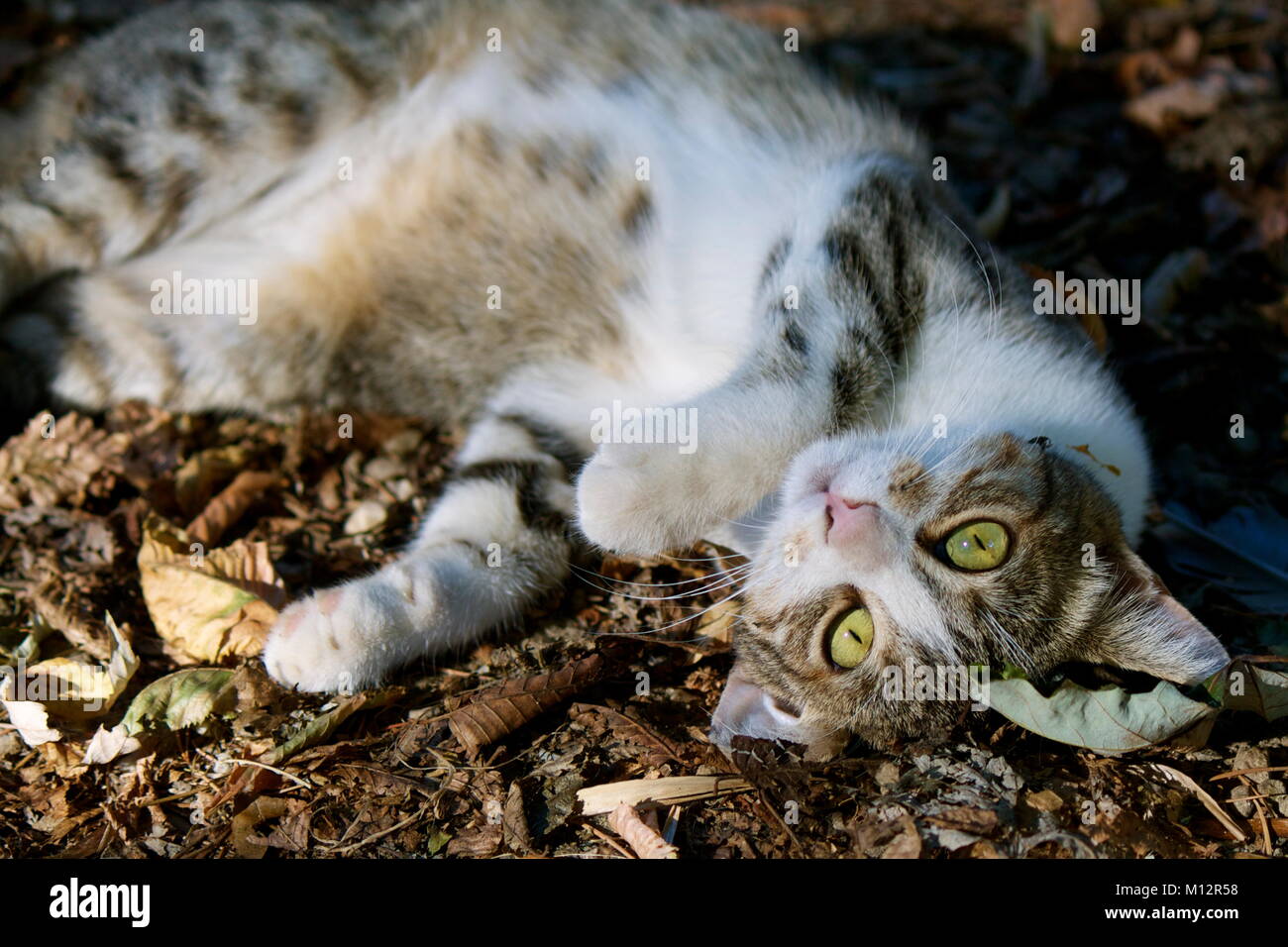 Gatto randagio Foto Stock