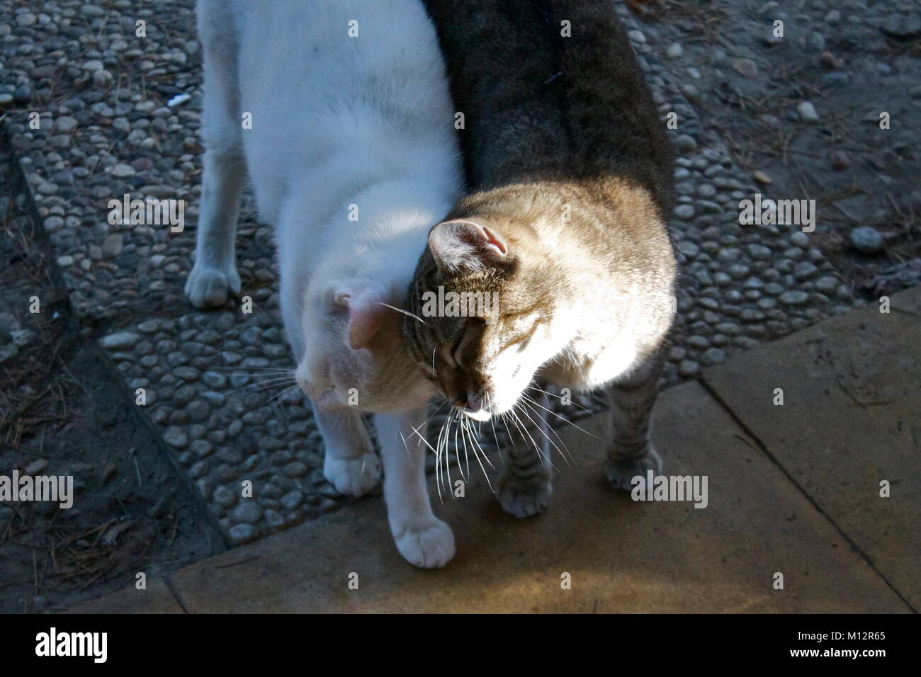 Gatto randagio Foto Stock