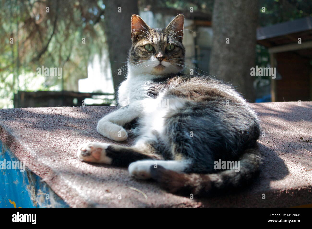 Gatto randagio Foto Stock