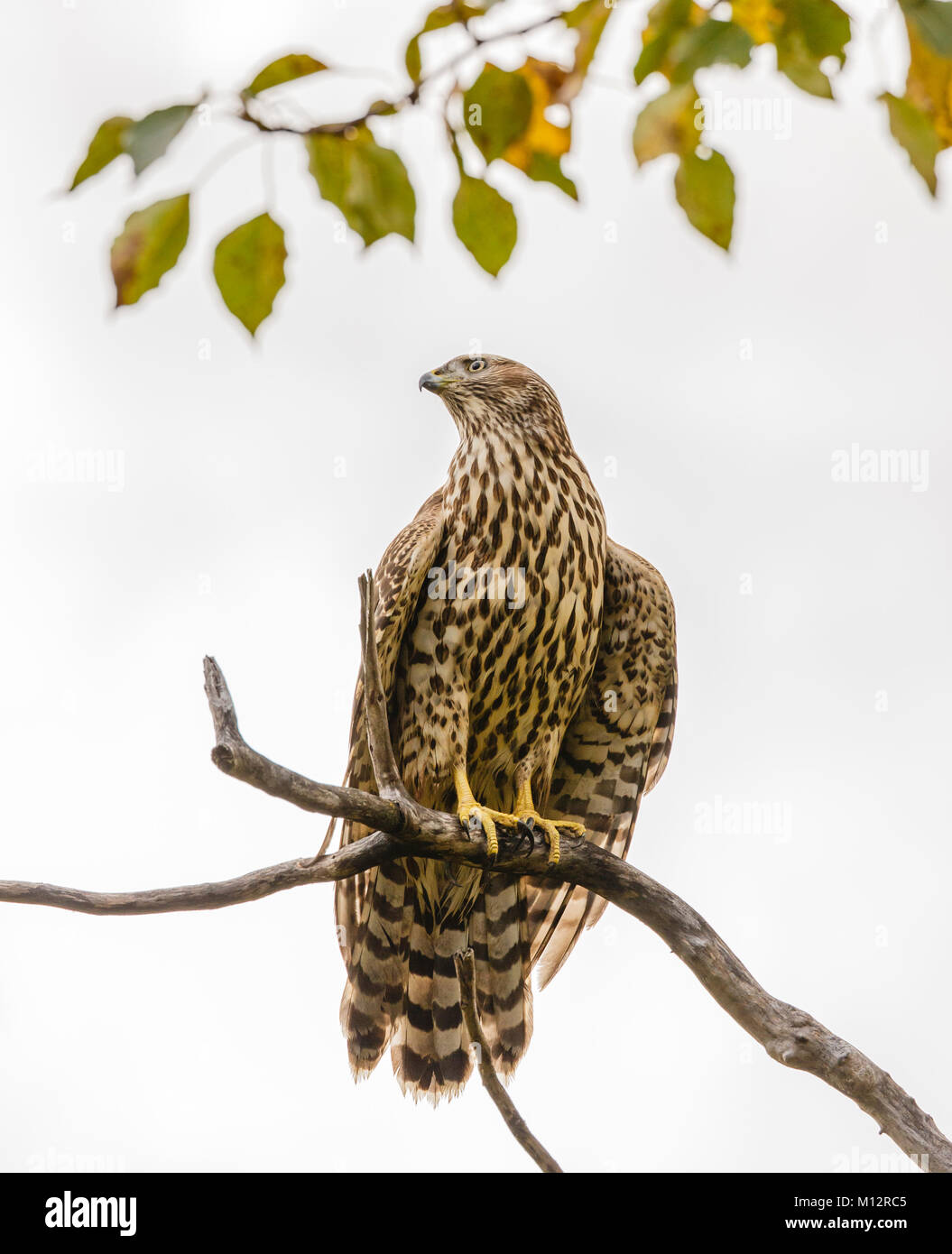 Immaturo Astore (Accipiter gentilis) seduto sul pesce persico in Alaska centromeridionale. Foto Stock