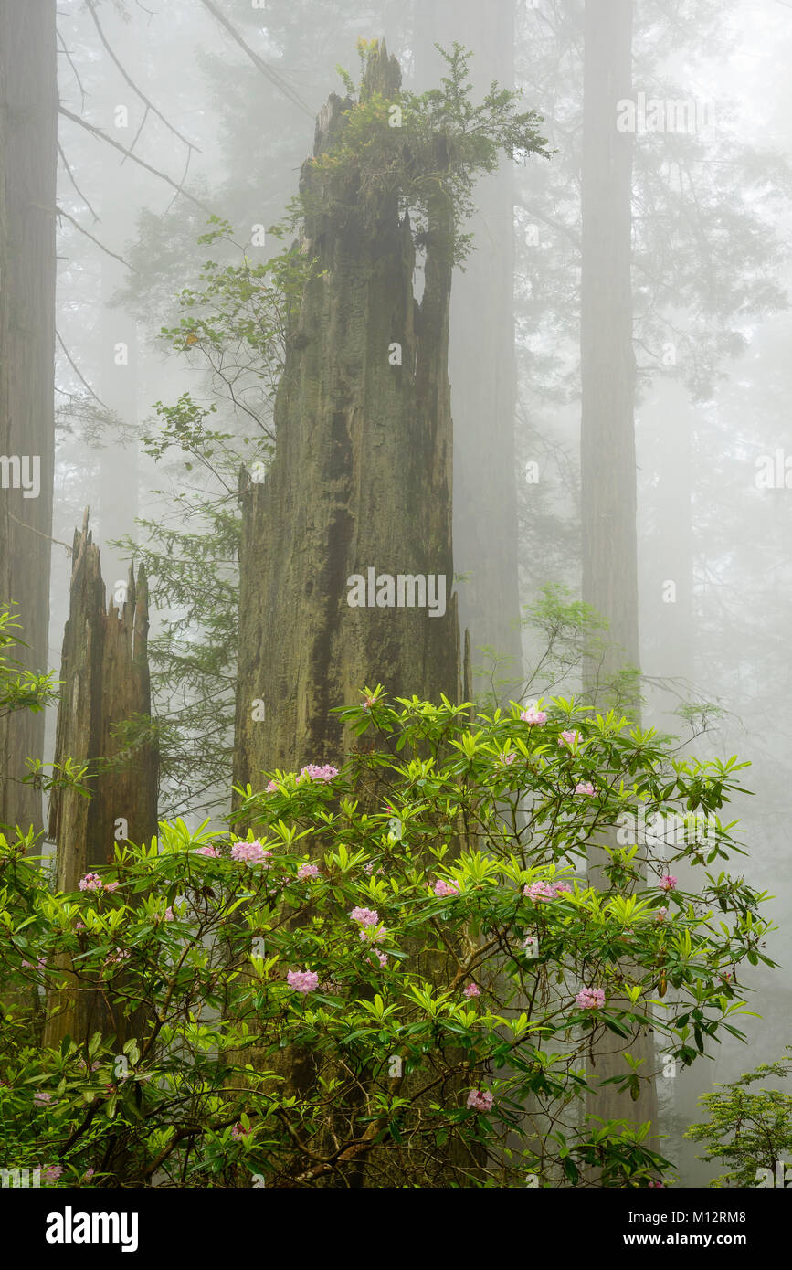 Rododendri e alberi di sequoia; Dannazione Creek Trail, Del Norte Redwoods State Park, California. Foto Stock