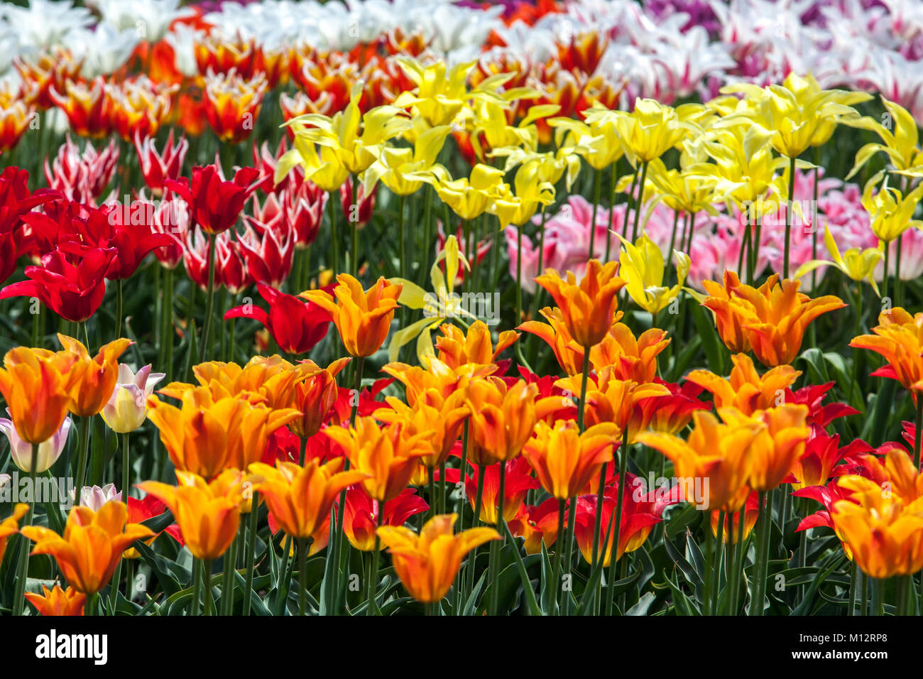 Letto di fiori pieno di tulipani colorati, fiori misti in giardino primaverile fiorito insieme Foto Stock