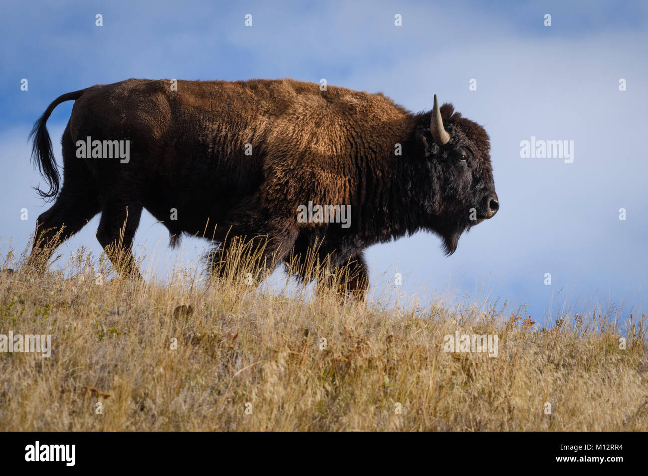 Bison in Lamar Valley, il Parco Nazionale di Yellowstone, Wyoming negli Stati Uniti. Foto Stock
