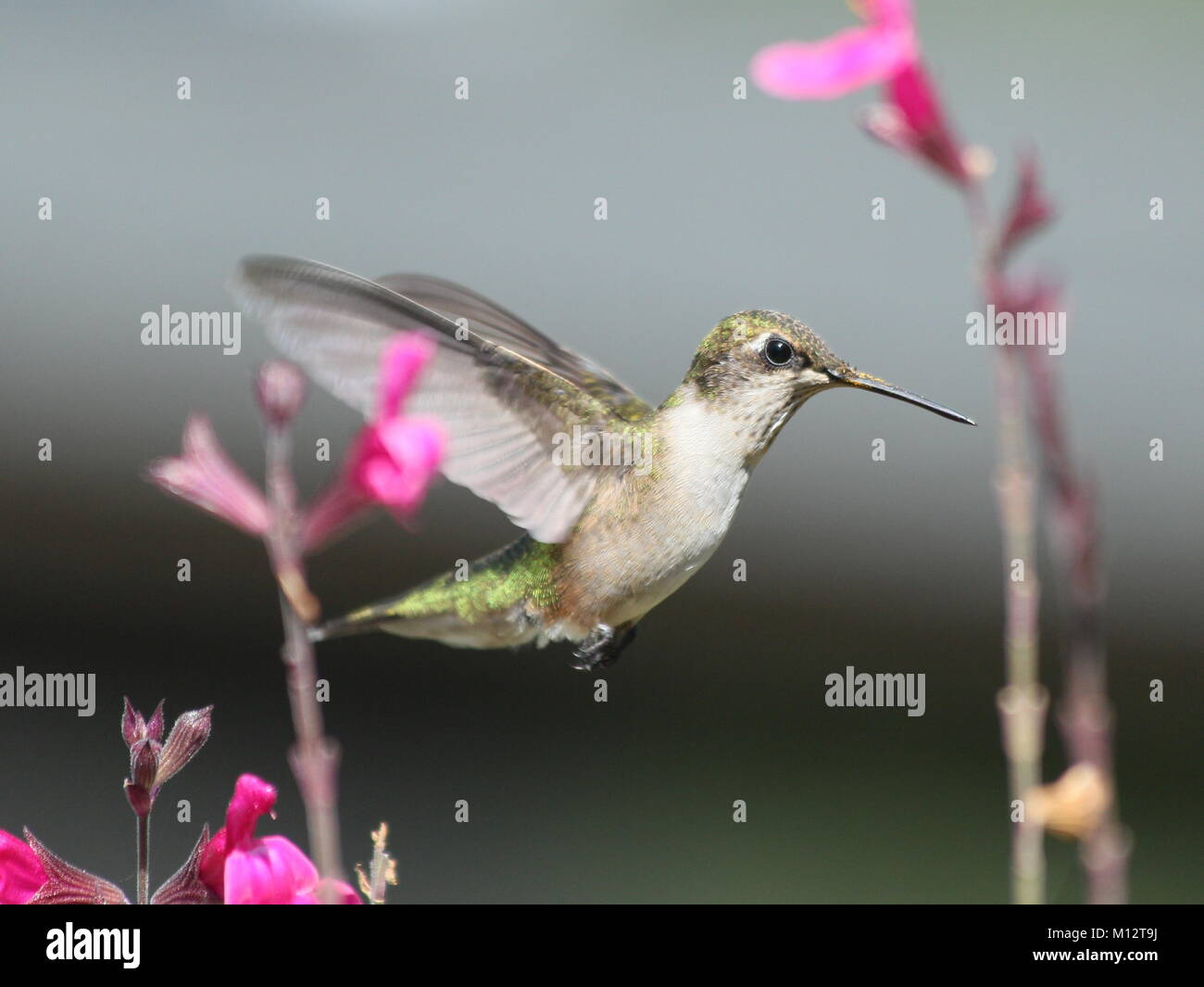 Hummingbird Ruby-Throated. Prese a metà pomeriggio in agosto, questo piccolo uccello è stato così affascinati rosa con la Salvia nel mio fioriere, ha lasciato me sneak up. Foto Stock