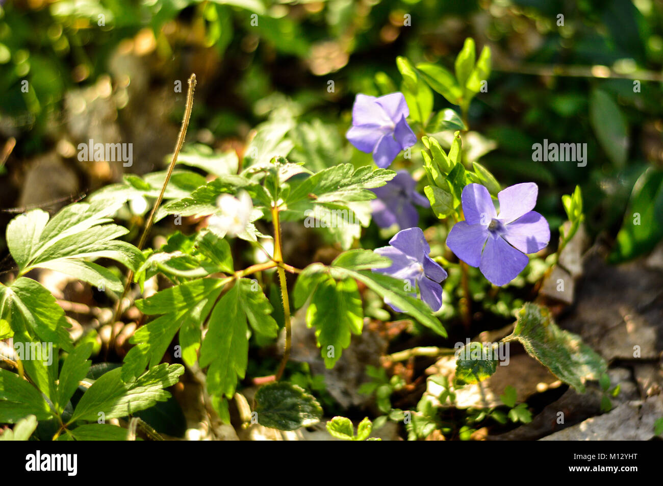 Piccoli fiori blu nel bosco Foto Stock