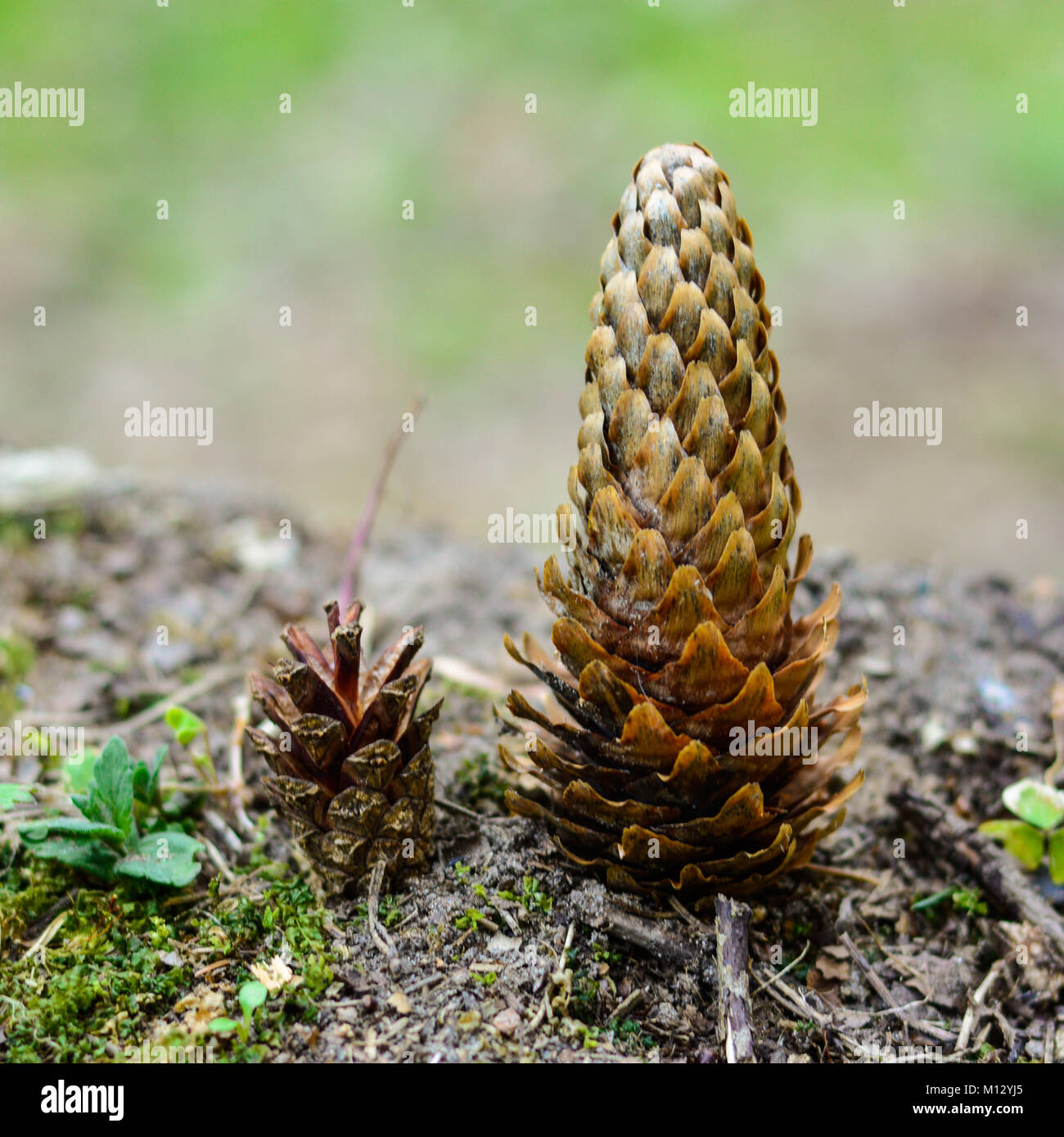 Due coni in piedi accanto a ciascun altro Foto Stock