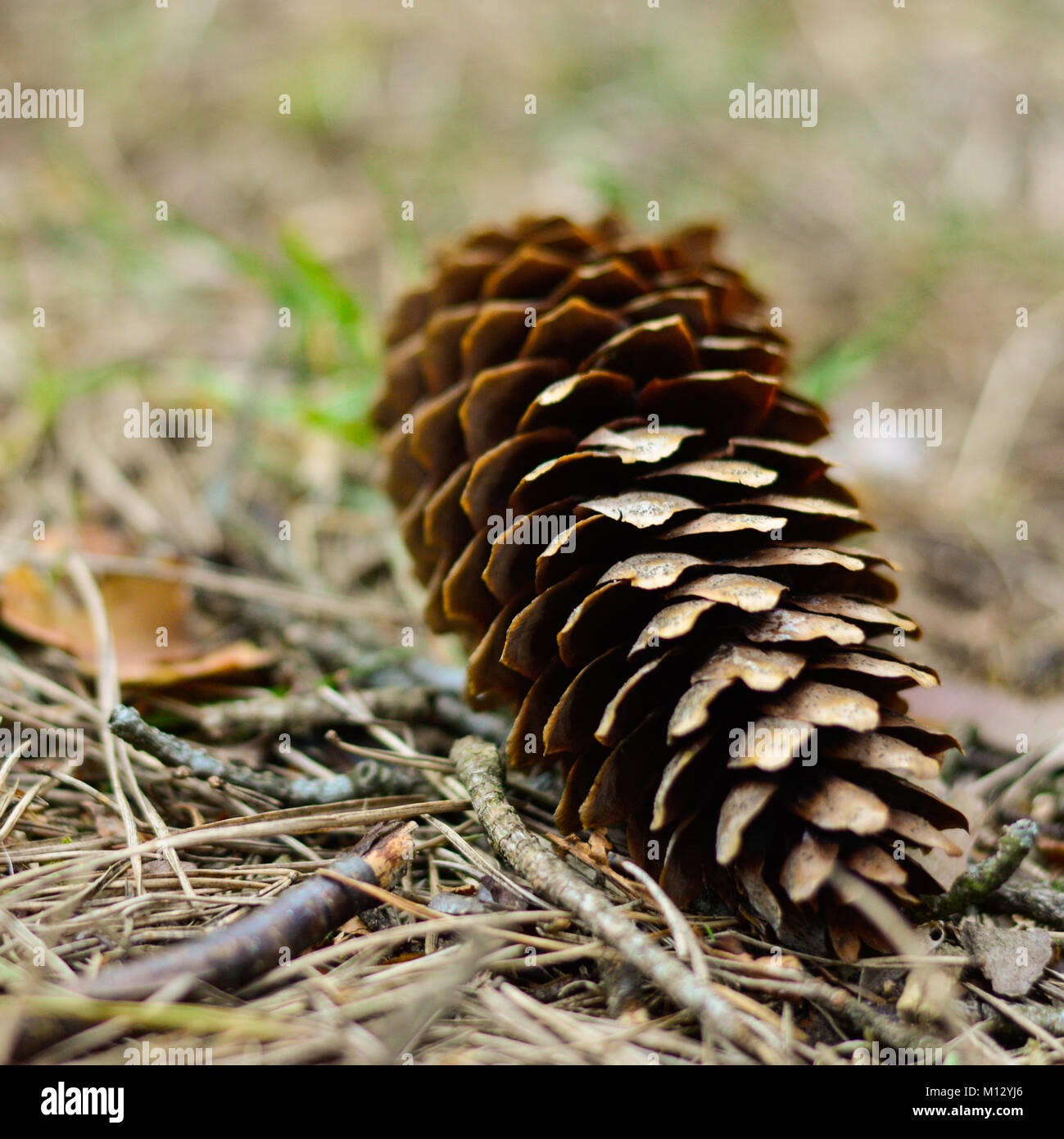 Una pigna giacente a terra Foto Stock