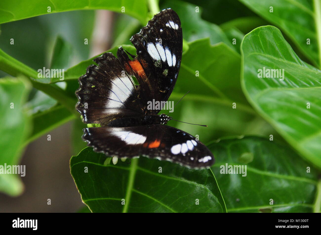 Colorate farfalle tropicali. Java in Indonesia. Foto Stock
