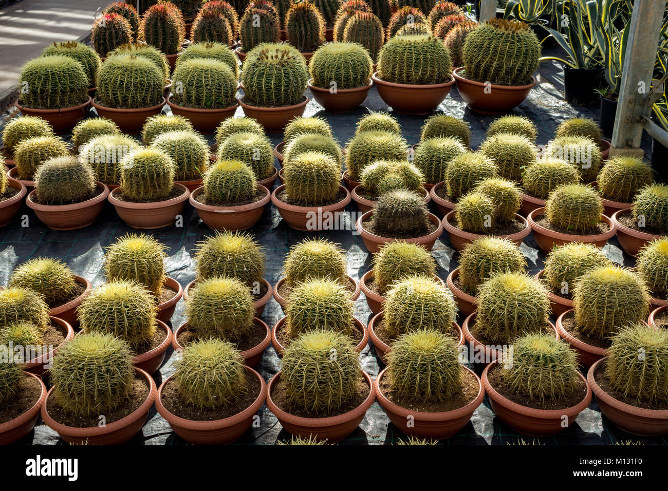 La piantagione di cactus in vivaio, Echinocactus Grusonii Foto Stock