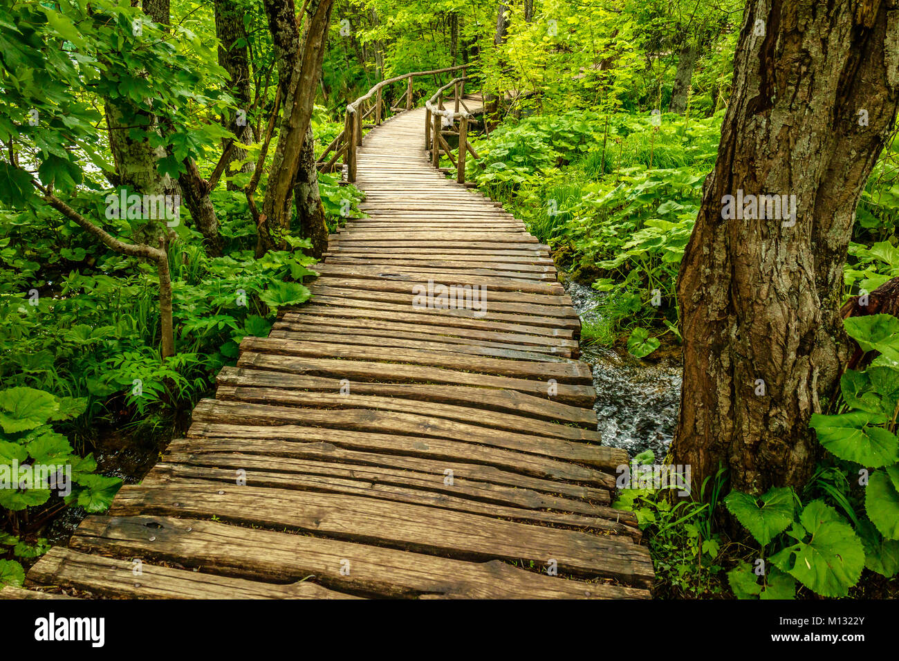 Il Boardwalk attraverso gli alberi al Parco Nazionale dei Laghi di Plitvice, Croazia Foto Stock