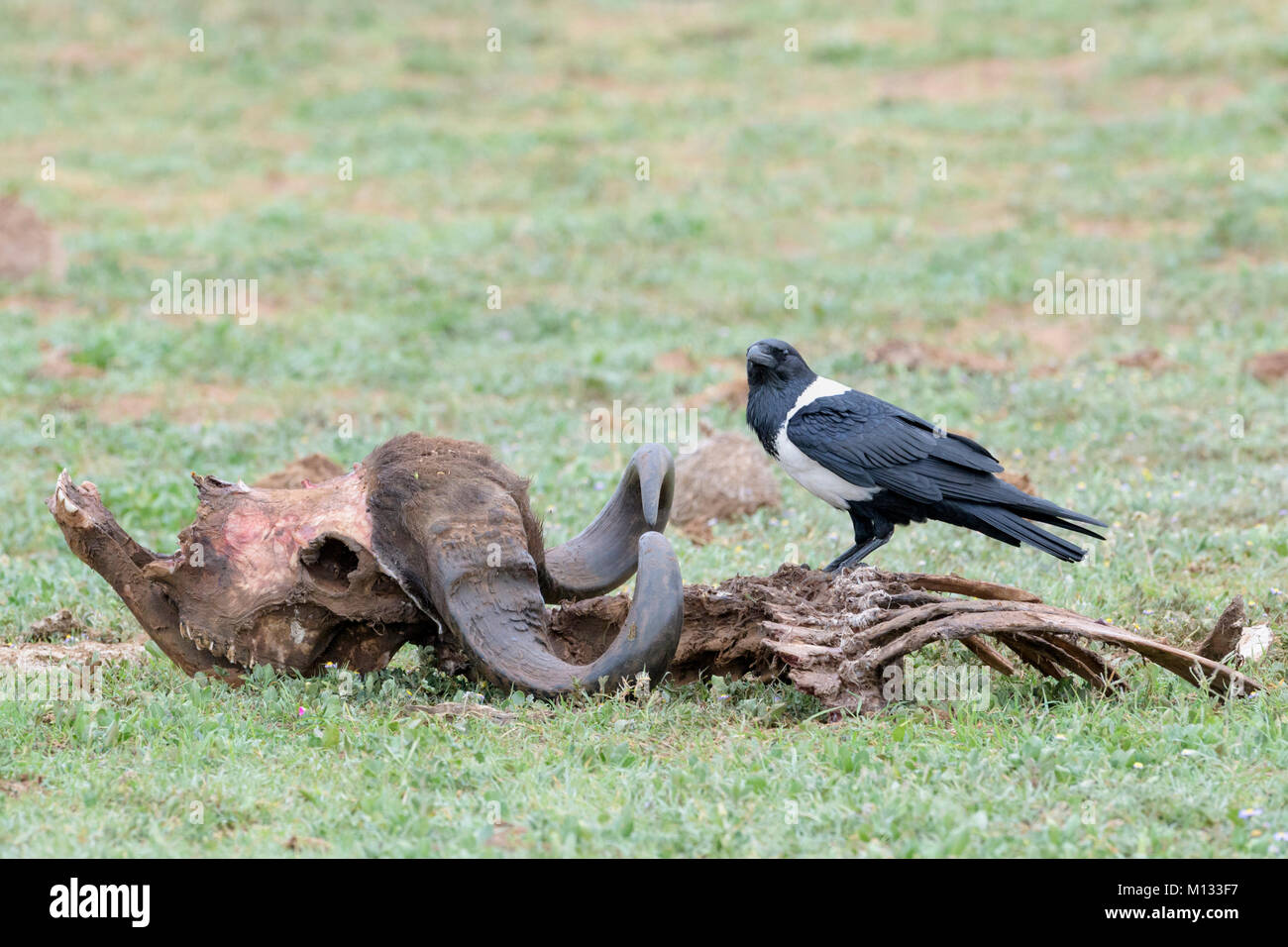 Pied crow (Corvus albus) la carcassa di un bufalo del capo (Syncerus caffer caffer), Addo Elephant National Park, Eastern Cape Province, Sud Africa Foto Stock