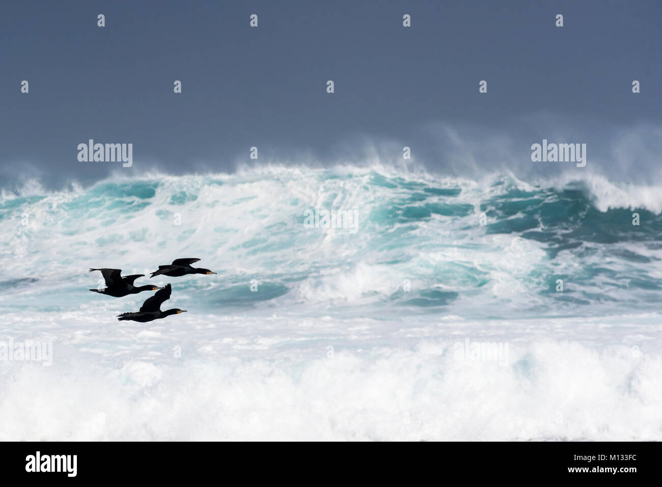 Tre Cape cormorano (Phalacrocorax capensis) volando sul mare mosso, Capo di Buona Speranza, Cape penninsula, Sud Africa Foto Stock