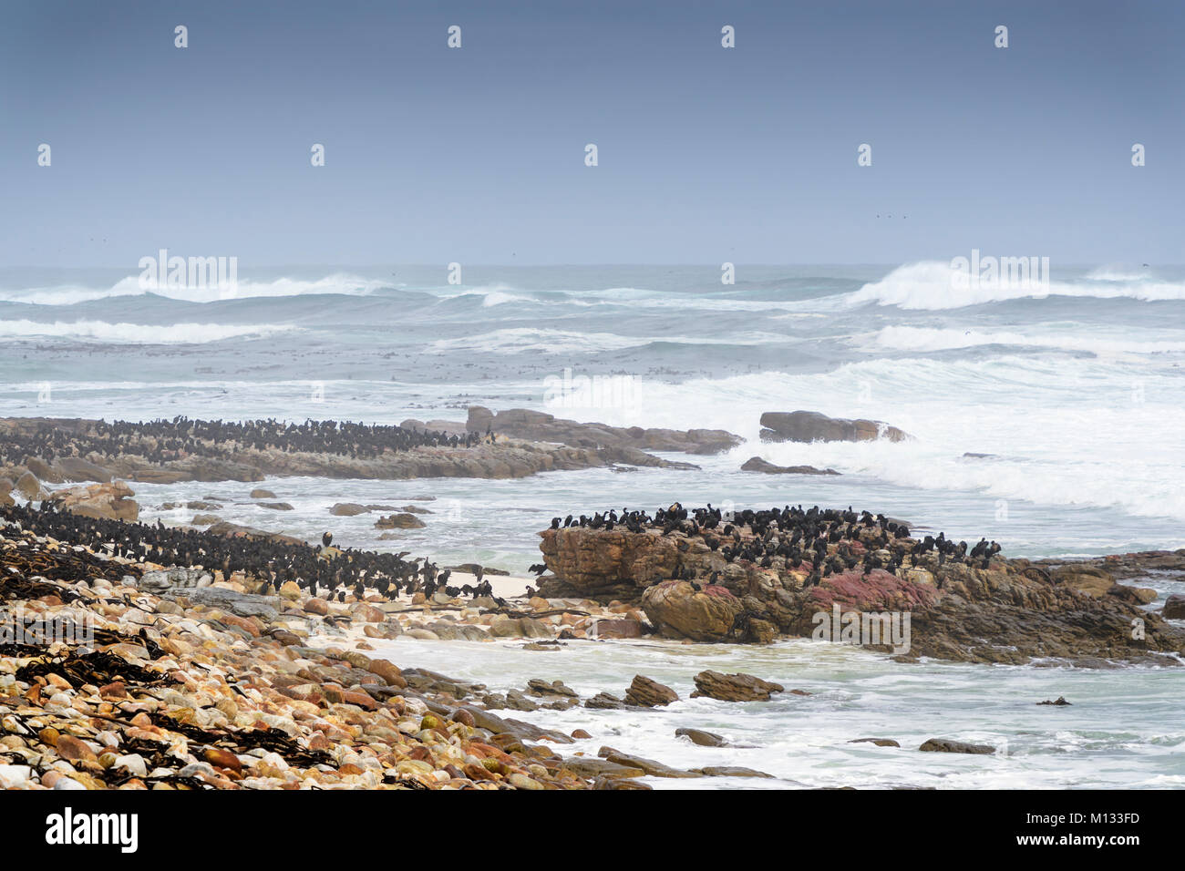 Paesaggio con costa rocciosa e Cape cormorano (Phalacrocorax capensis) colonia, Capo di Buona Speranza, Cape penninsula, Sud Africa Foto Stock