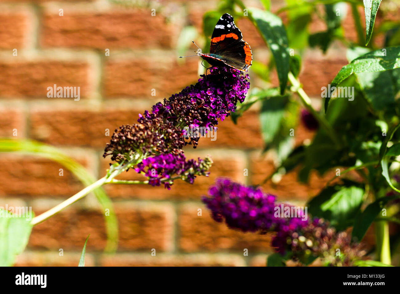 Tartaruga farfalla sulla Butterfly Bush - Il comune di farfalla nel Regno Unito la raccolta di nettare da un viola Buddleia Davidii fiore Foto Stock