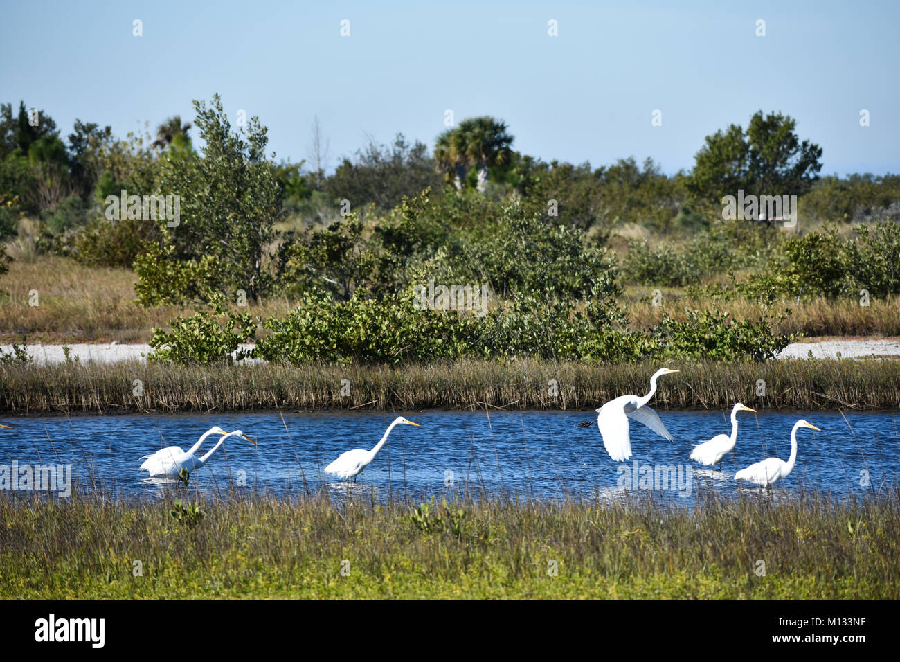 Grandi aironi bianchi e a piedi battenti thru acqua nell'entroterra Robinson Nature Preserve in Bradenton, Florida Foto Stock