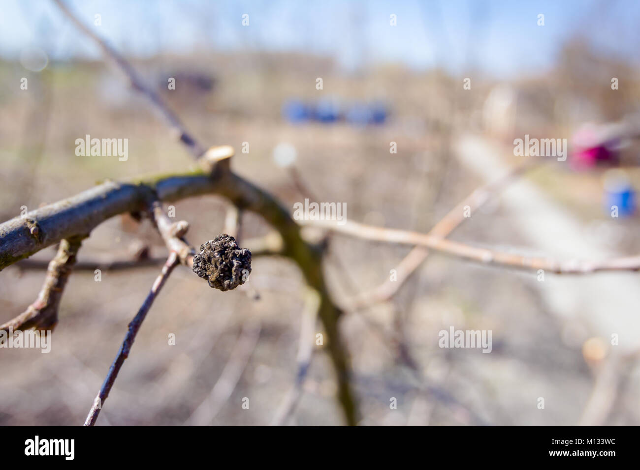 Apple a secco, cotogne frutta marcia sull'albero nel frutteto, alimenti biologici. Foto Stock