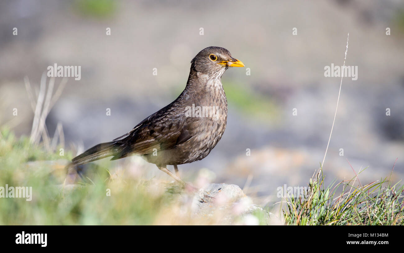 Gli uccelli seduta nella stagione primaverile, Regno Unito Galles Foto Stock