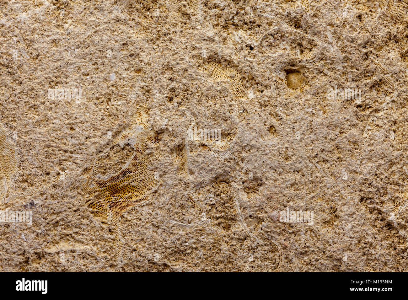 Dettaglio del bryozoan marine fossili contenenti specimins multipli Foto Stock