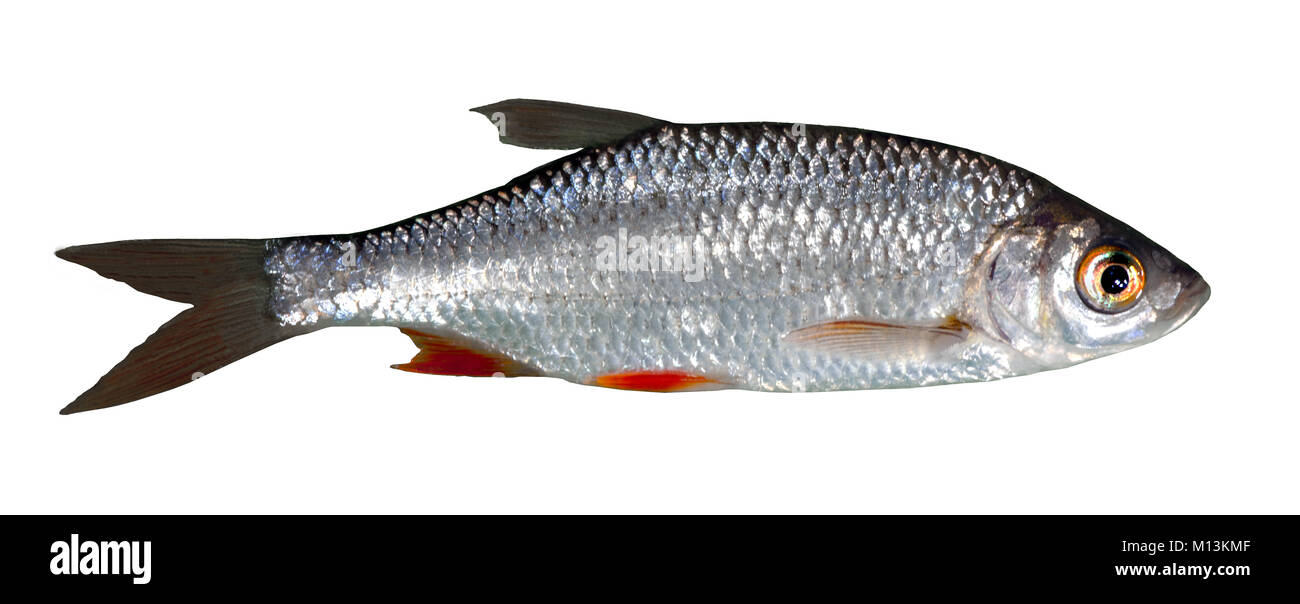 Rotfeder Süßwasserfisch Friedfisch Weißfisch freigestellt Foto Stock