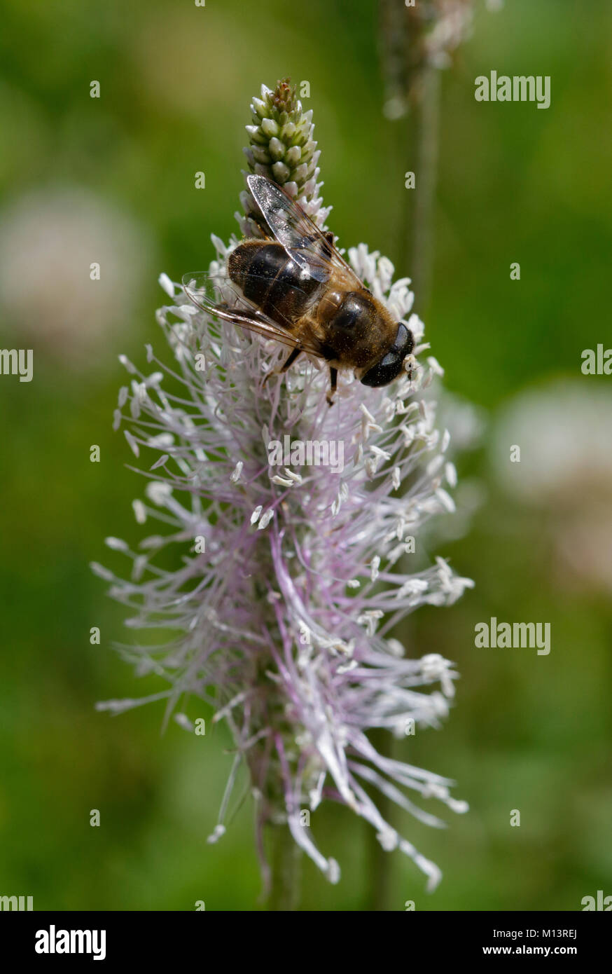 Il miele delle api sul fiore selvatico, REGNO UNITO Foto Stock
