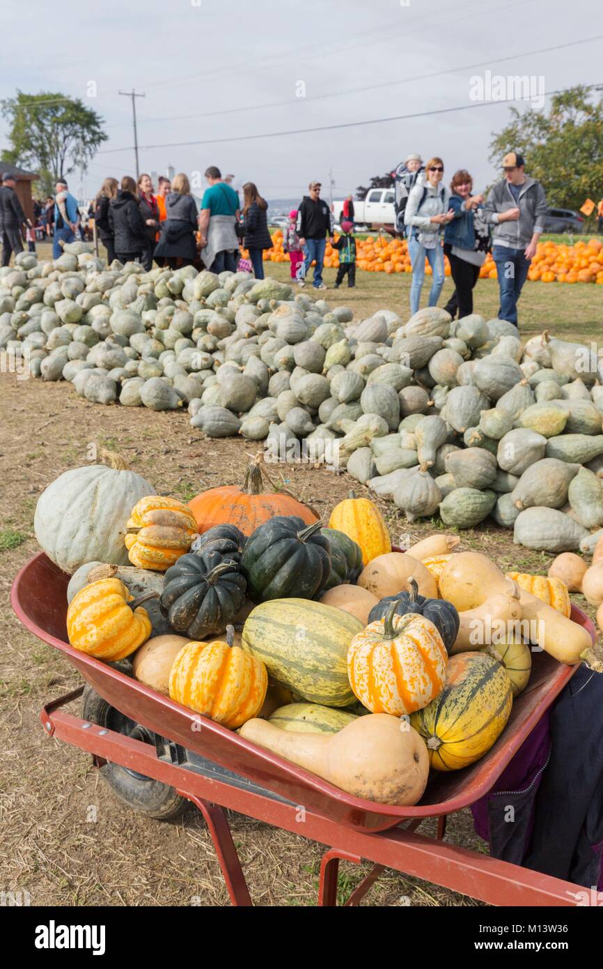 Canada, Provincia di Quebec Quebec City Area, Orleans Isola, Saint-Pierre-de-l'Ile-d'Orléans, Roberge Farm, U-Pick di zucca e squash, tempo di Halloween, mercato agricolo Foto Stock