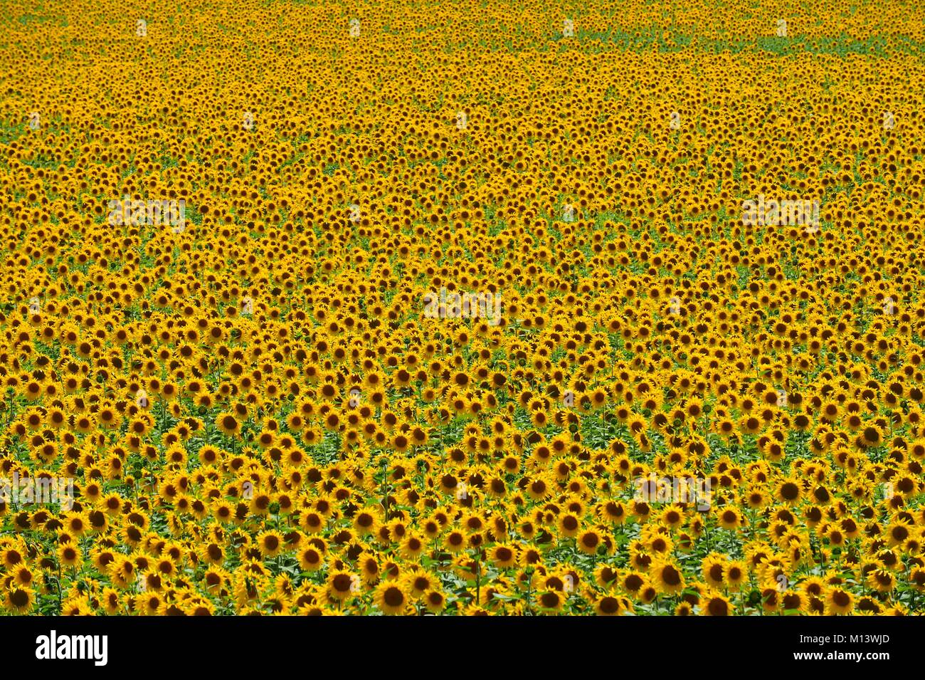 Spagna, Andalusia, Jerez de la Frontera, campi di girasoli Foto Stock