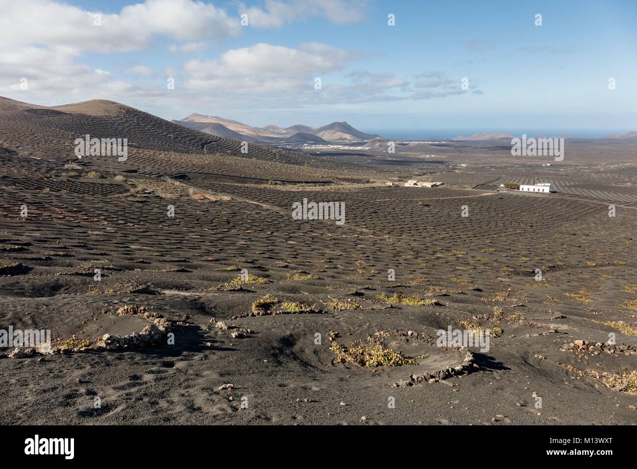 Spagna Isole Canarie Lanzarote Island, La Geria, vigneti protetti da stone pareti basse in lapilli (sabbia vulcanica) prima di vulcani Foto Stock
